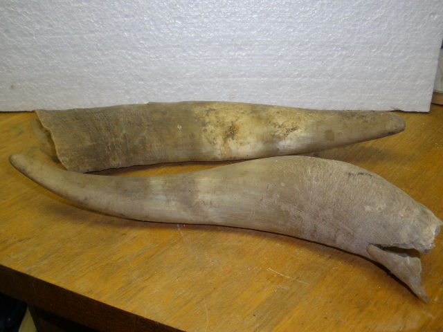 Rohy z krávy